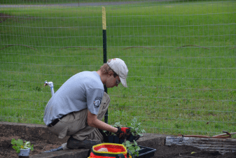 planting